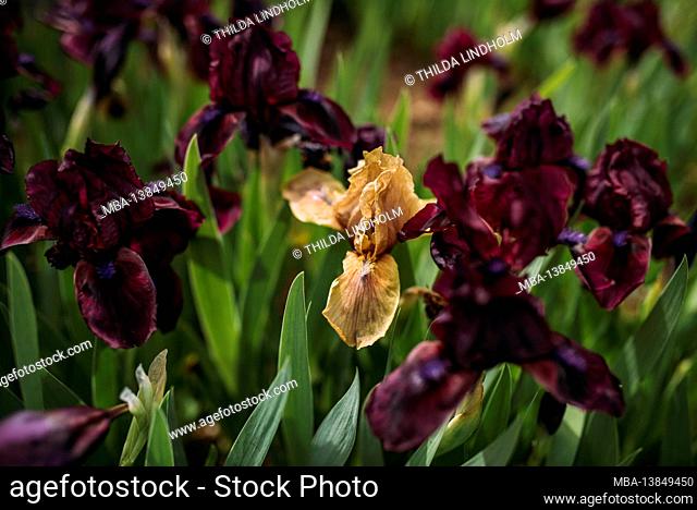 Irises fade between dark purple blooming irises
