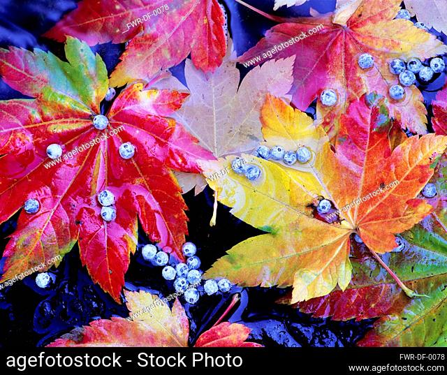 Maple, Vine Maple, acer circinatum, and Blue Elderberry, sambucus caerulea, berries, Alsea River, Oregon, USA