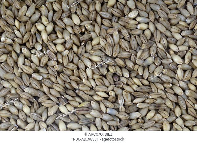 Barley grains Hordeum distichon