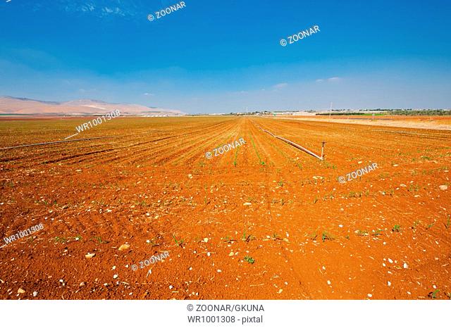 Field in Israel