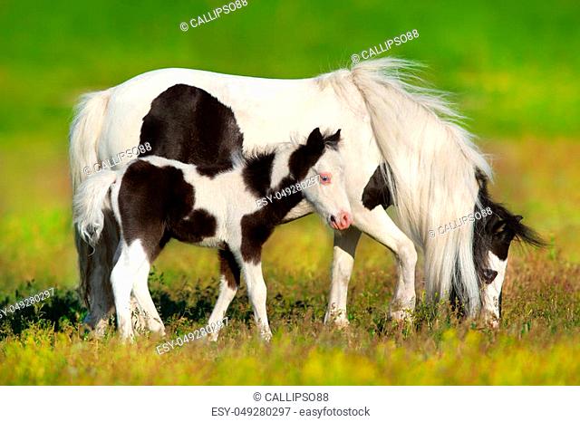 Piebald pony mare and foal on green meadow