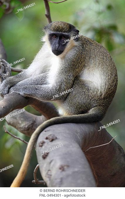 Green monkey, Gambia, West Africa, Africa