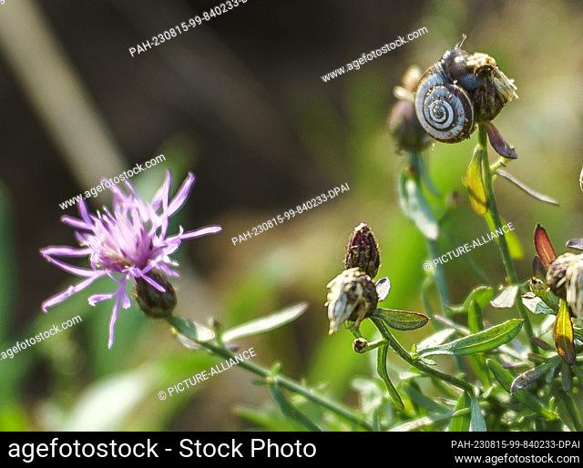 14 August 2023, Rhineland-Palatinate, Mainz: A small snail sits on a knapweed. The federal government wants to widen the A643 autobahn to six lanes