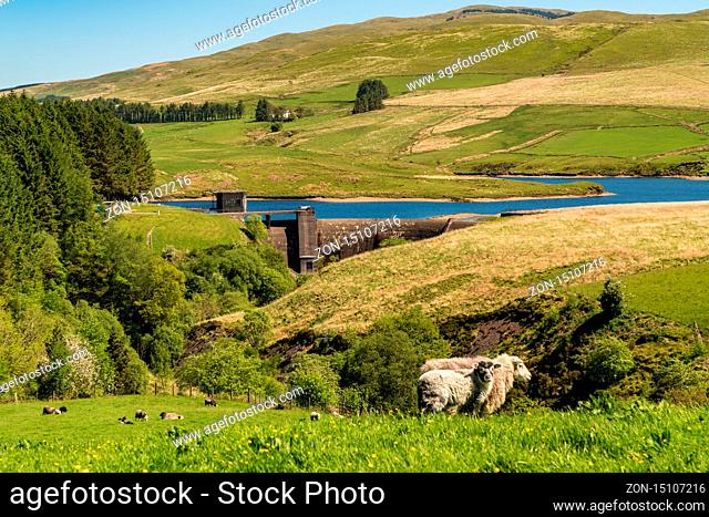 Sheep on a meadow and the Dinas Reservoir, near Ponterwyd Ceredigion, Dyfed, Wales, UK