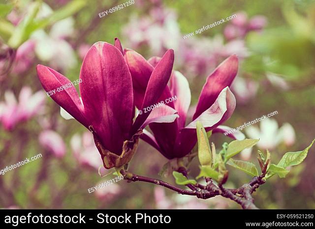 Flowers of magnolia on a branch pink