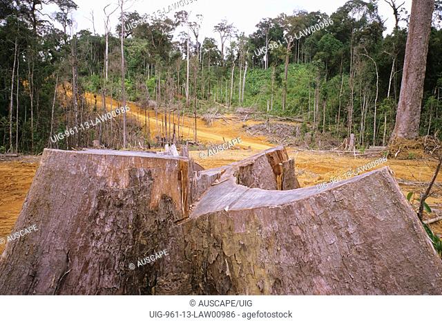 Clear-felled tropical rainforest, Kalimantan Barat, Kalimantan, Indonesia