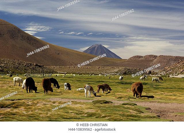 Chile, South America, Llamas, Lama glama, Machuca near San Pedro de Atacama, Altiplano, Antofagasta, landscape, South