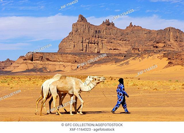 Tuareg nomad looking for a pasture for his white Mehari dromedaries in the Acacus Mountains, Sahara desert, Libya
