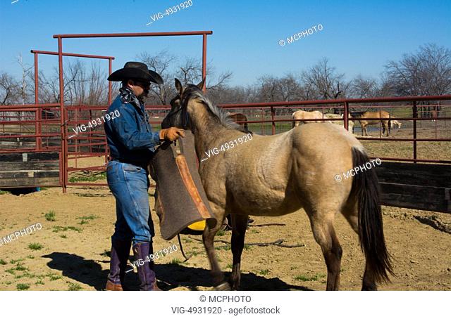 Dallas Texas Tate Ranch cowboy training 2 year old horses to put on first saddle on them for training at ranch to break them for riding 2 - 12/03/2028