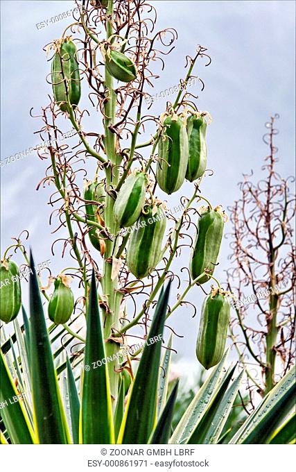 Yucca aloifolia marginata