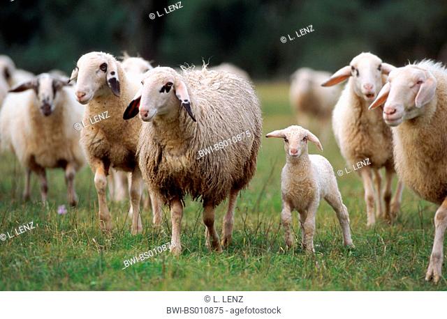 spectacles sheep (Ovis ammon f. aries), flock of sheep, Germany