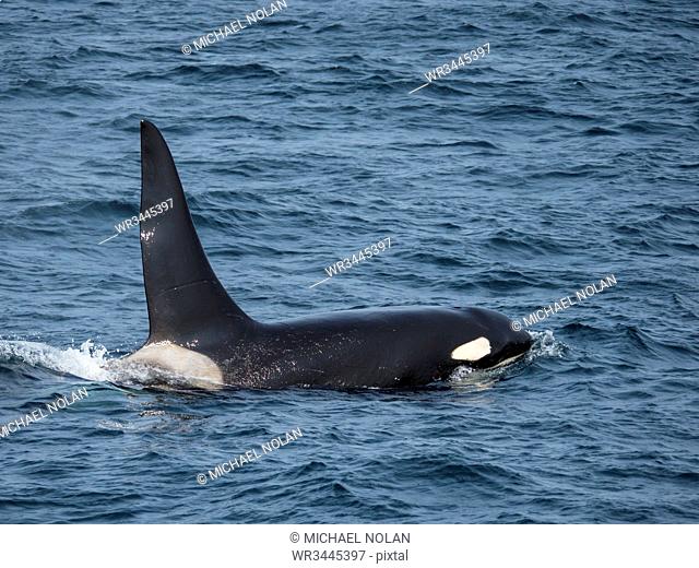 Adult bull killer whale (Orcinus orca), surfacing off Kagamil Island, Aleutian Islands, Alaska, United States of America, North America