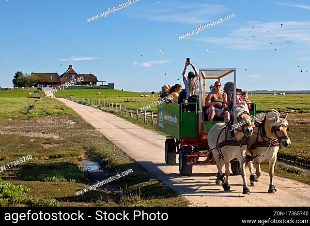 Pferdekutsche mit Touristen verlasst die Hallig Suedfall im Nationalpark Schleswig-Holsteinisches Wattenmeer, Nordfriesland, Schleswig-Holstein, , Deutschland