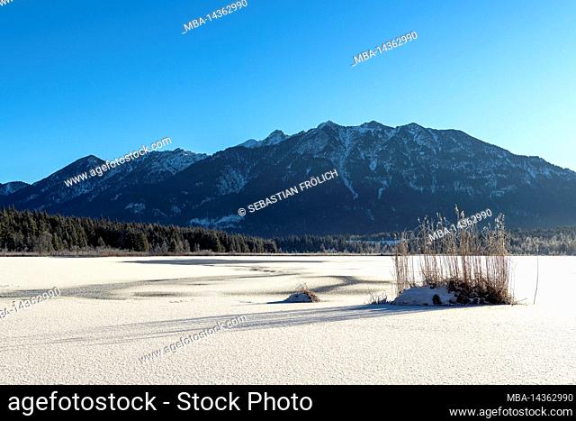 Reeds on the frozen shore of the Barmsee in the Bavarian Alps. In the background the Karwendel, in the foreground the frozen lake with ice layer
