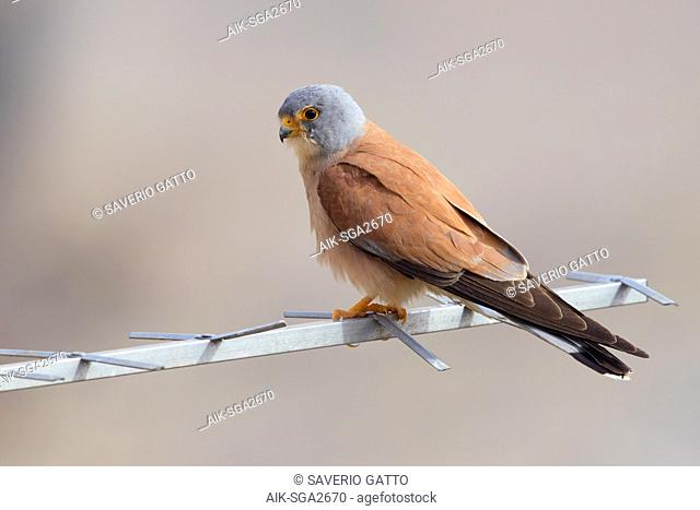 Lesser Kestrel (Falco naumanni), adult male perched on an antenna in Matera, Italy. Side view