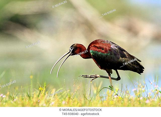 Glossy Ibis (Plegadis falcinellus). Lake Kerkini, Greece