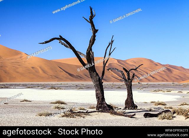 Dead Acacia Trees in Hiddenvlei Pan, Namib Naukluft Park, Namibia
