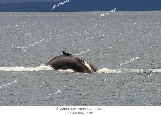 Humpback whale (Megaptera novaeangliae) adult surfacing, Hervey Bay, Queensland, Australia