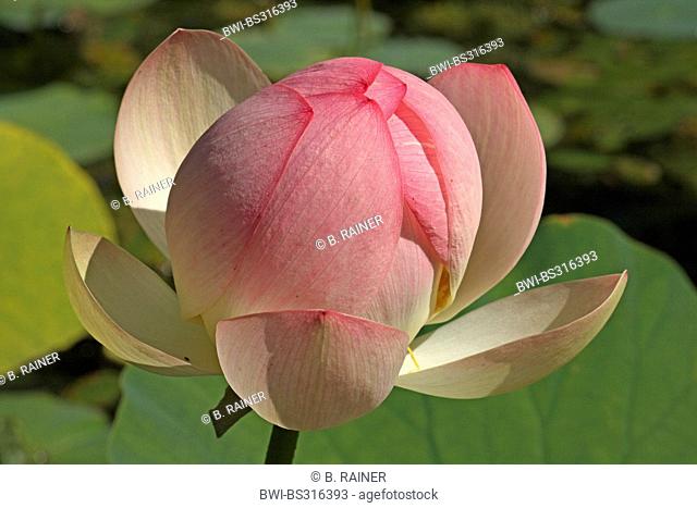 East Indian lotus (Nelumbo nucifera), with closed flower