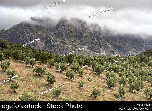 olive grove in the natural park of the Subbetic mountains in Cordoba. Andalusia, Spain