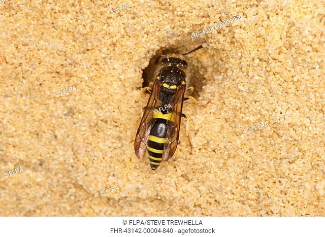 Mason Wasp Ancistrocerus parietum adult, burrowing in sandstone cliff, Studland, Isle of Purbeck, Dorset, England, july