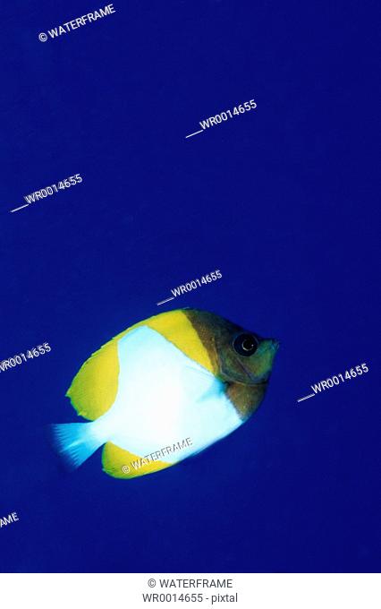 Pyramid Butterflyfish, Hemitaurichthys polyepis, Pacific, Micronesia, Palau