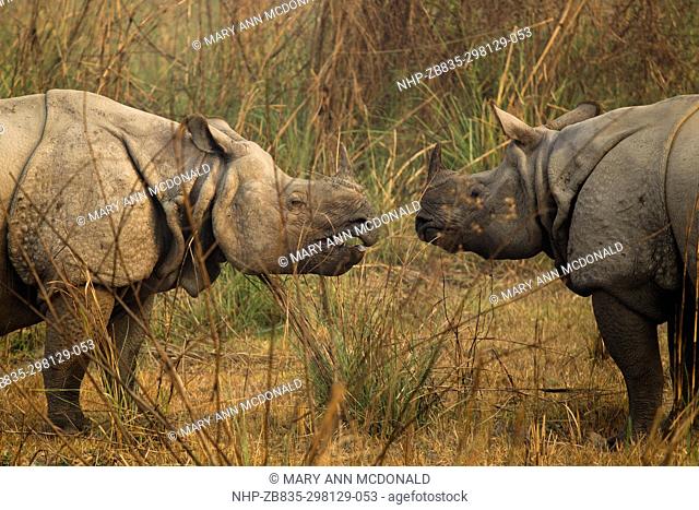 Indian Rhinoceros, Rhinoceros unicornis, mating, Chitwan National Park, Nepal, Asia