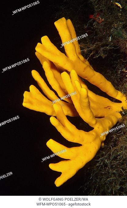 yellow sponge, Axinella verrucosa, Adriatic sea Mediterranean sea, Croatia