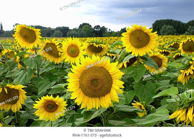 Sunflower plants in the Loire Valley in France