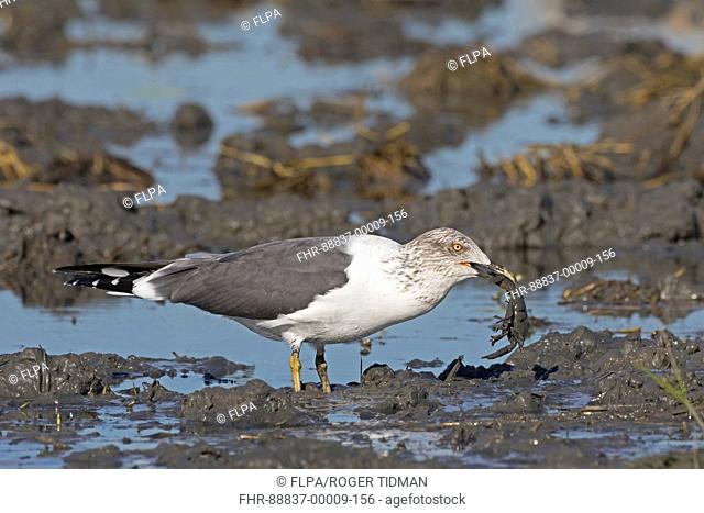 Lesser Black-backed Gull, (Larus fuscus) winter, feeding on crayfish in paddy field, Coto Donana, Andalucia, Spain