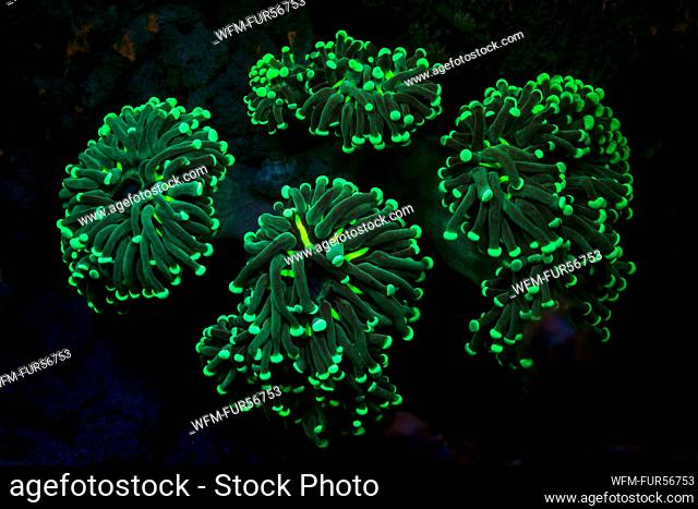Fluorescent Mushroom Coral, Heliofungia actiniformis, Alor, Indonesia