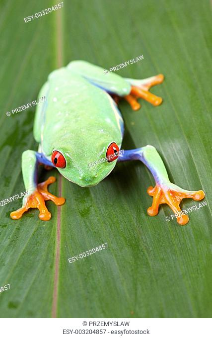 Red eyed tree frogRed eyed tree frog