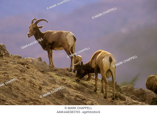 Desert Bighorn Sheep, Peninsula Form, endangered, IC (Ovis canadensis cremnobates)
