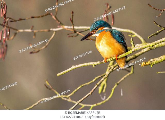 a kingfisher peeking out of the branches out to fish in the pond