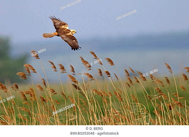 Western Marsh Harrier (Circus aeruginosus), flying above reed, Austria, Burgenland, Neusiedler See National Park, Apetlon