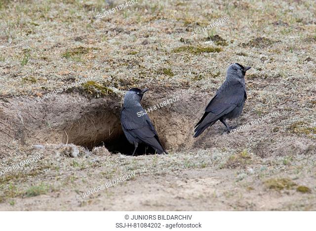 Jackdaw (Corvus monedula). Couple in front of a rabbit burrow, their nesting place, Schleswig-Holstein, Germany