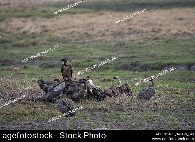 White-backed vultures (Gyps africanus), are Old World vultures, feeding on a Cape buffalo carcass in the Jao concession, Wildlife, Okavango Delta in Botswana