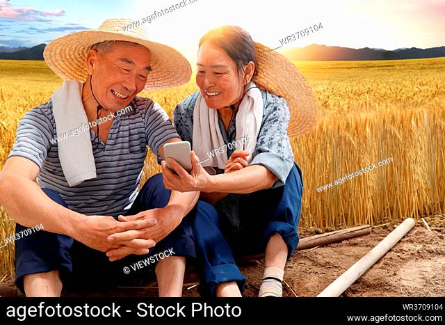 Peasant couple sat in the wheat field with a cell phone video