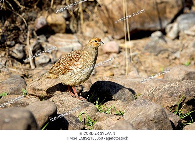 India, Rajasthan state, Ranthambore National Park, Grey Partridge (Perdix perdix)