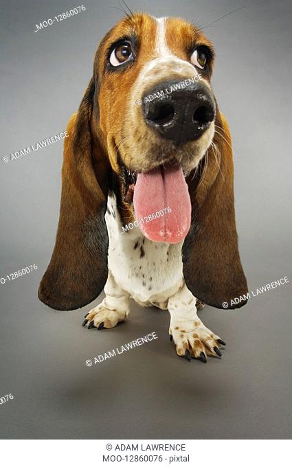 Basset hound panting close-up