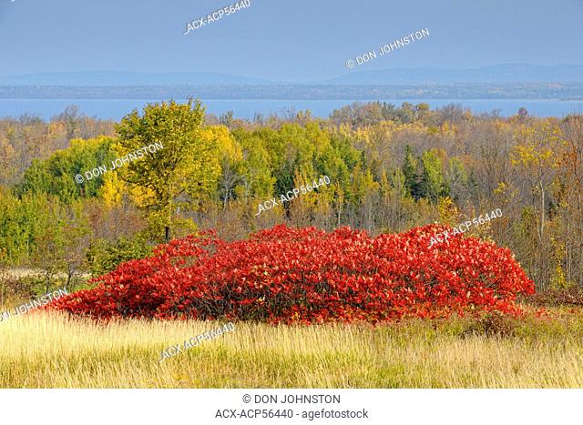 Sumac shrubs in a pasture, near Little Current, Manitoulin Island, Ontario, Canada
