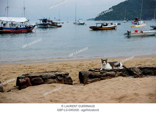 Beach, Cat, Ilha Grande, Rio de Janeiro, Brazil