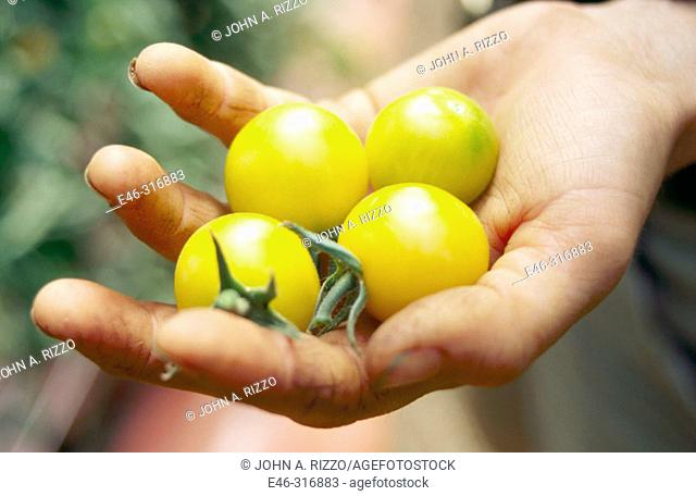 Organic Heirloom tomato