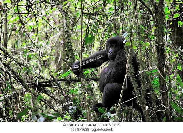 Eastern lowland gorilla female in the equatorial forest of Kahuzi Biega Park (Gorilla beringei graueri) Democratic  Republic of Congo, Africa