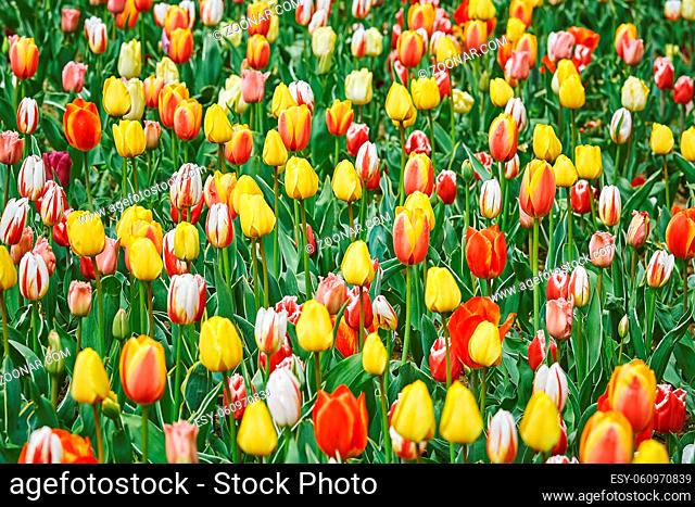 Tulip Flowers of Different Colors in the Garden