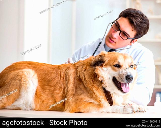The doctor examining golden retriever dog in vet clinic