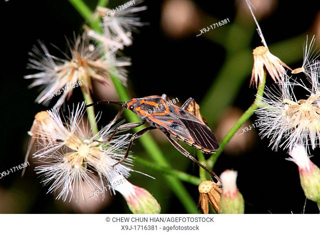 True bug, Boxelder Bug, Borneo