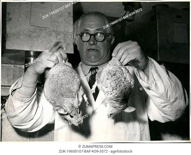 1968 - Chinchilla farm in Munich. About two weeks ago breeder Josef Zettl opened the first chinchilla-farm in Europe. 20 animals came per plane to Munich in...