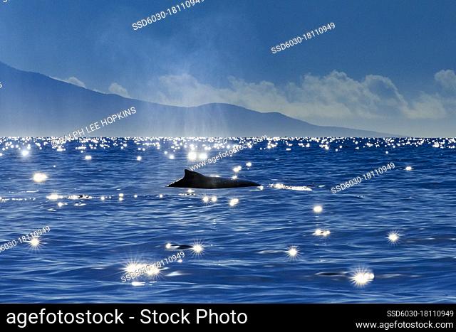 Humpback Whale (Megaptera novaeangliae) dorsal fin and star bursts, Maui, Hawaii