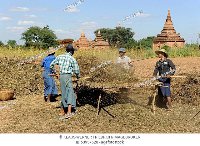 Burmese people thrashing peanuts from plants with sticks, in the archaeological complex with stupas, Bagan, Mandalay Region, Myanmar